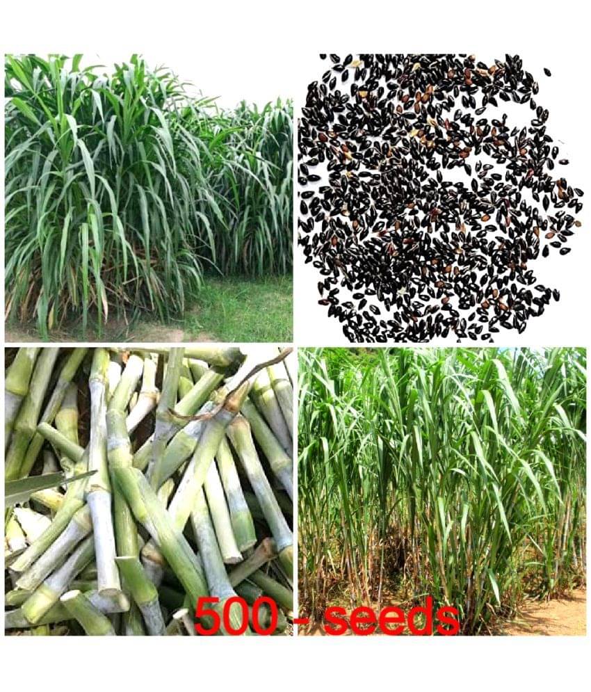 GREEN EARTH JUMBO GRASS SEEDS Nederland grass 500 seeds best for animal feeding GREEN EARTH JUMBO GRASS SEEDS Nederland grass 500 seeds best for animal feeding