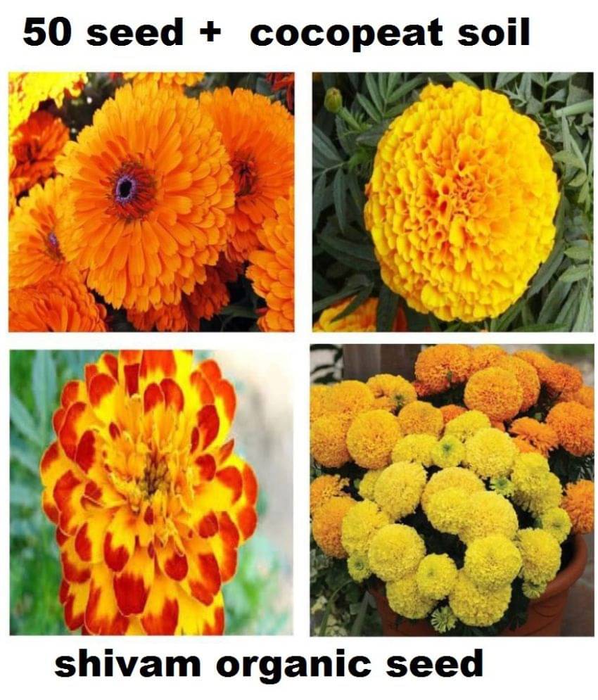 Marigold Flower Seeds For All Season India - (pack of 30 seeeds ) Garden Flower Seeds Marigold Flower Seeds For All Season India - (pack of 30 seeeds ) Garden Flower Seeds