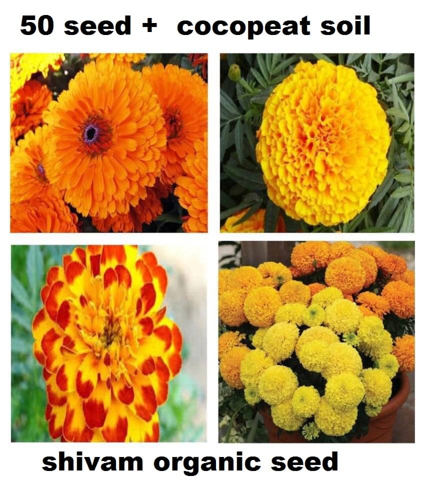 Marigold Flower Seeds For All Season India - (pack of 30 seeeds ) Garden Flower Seeds Marigold Flower Seeds For All Season India - (pack of 30 seeeds ) Garden Flower Seeds