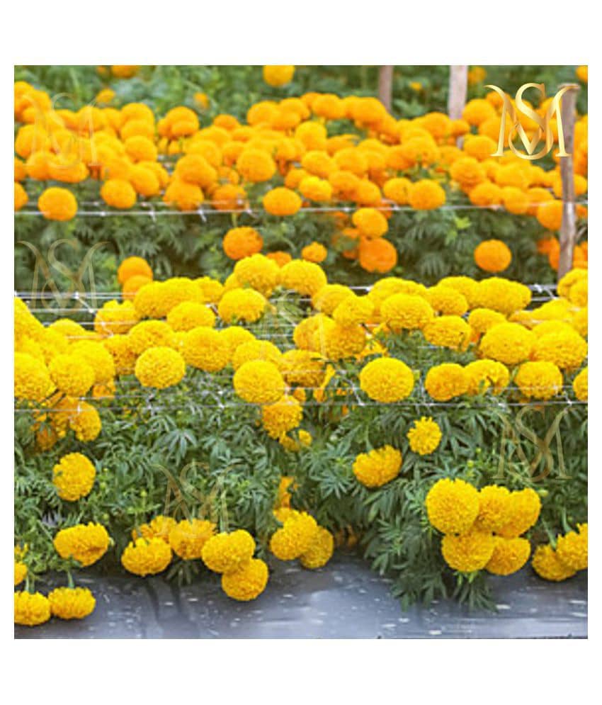 Marigold Flower mix Seeds ( Pack of 30 Seeds)