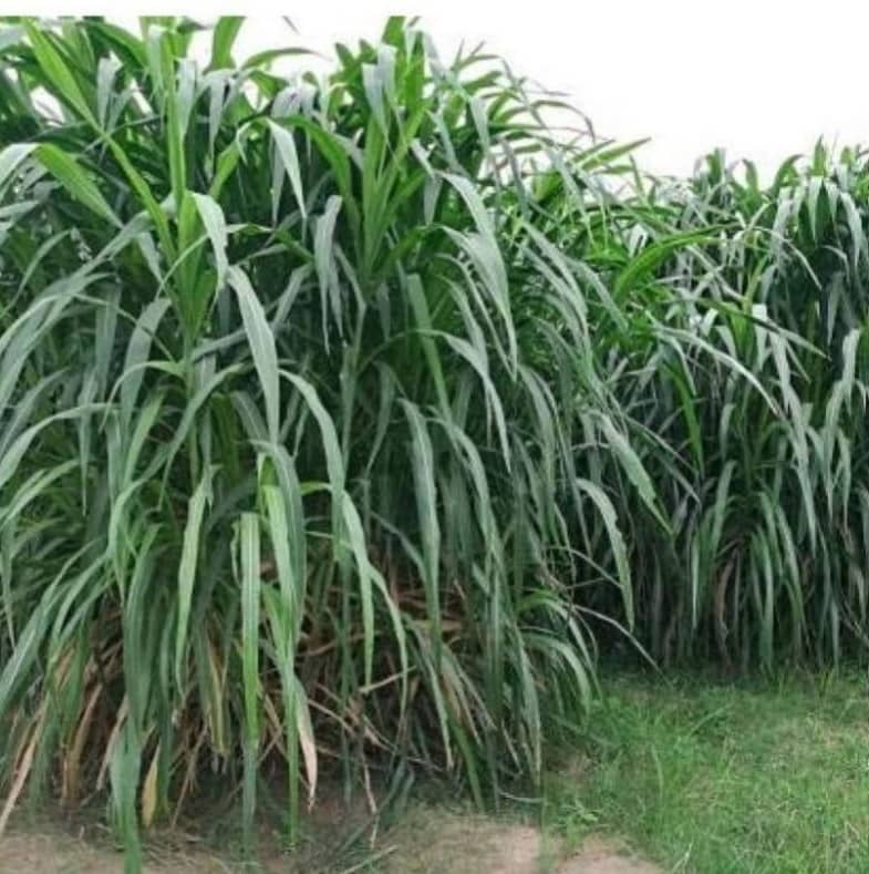 SUPER NAPIER GRASS 500 SEEDS PACK WITH MANUAL