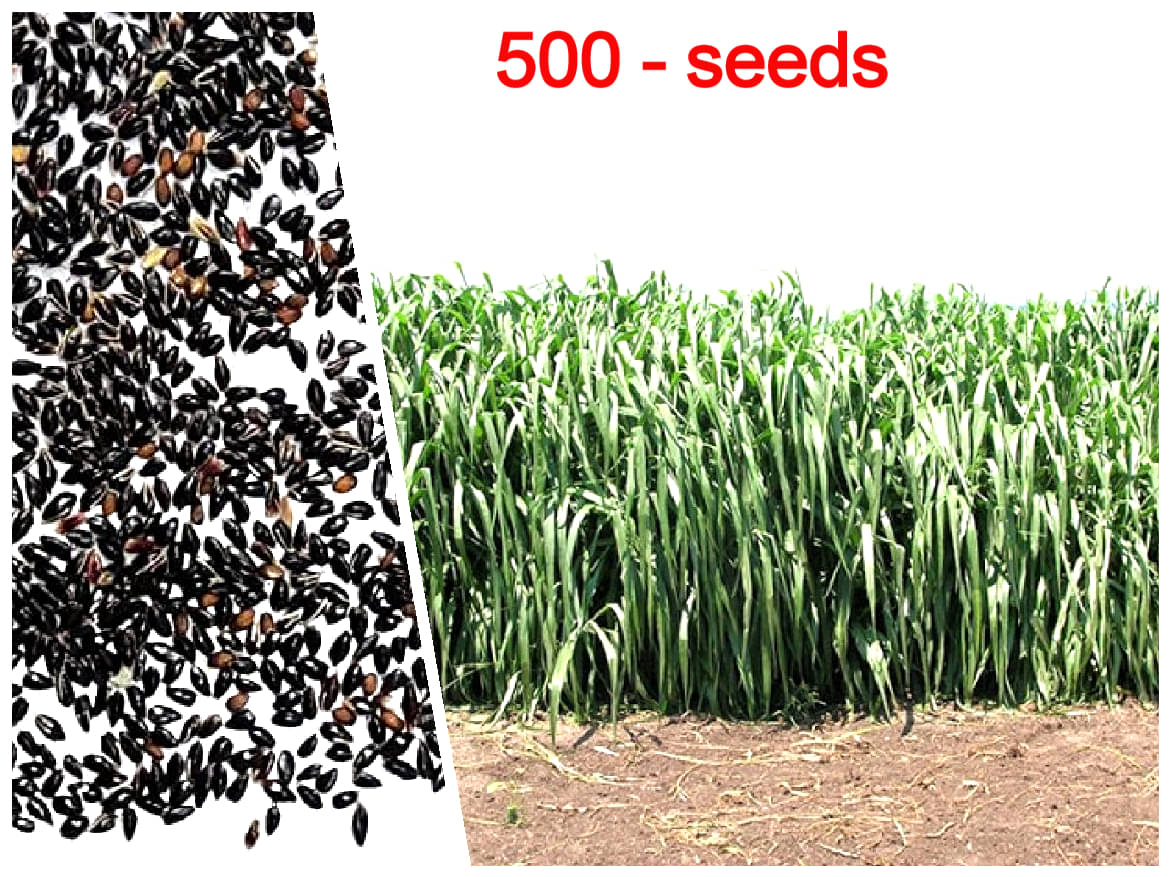SUPER NAPIER GRASS ( PACK OF 500 SEEDS) WITH MANUAL SUPER NAPIER GRASS ( PACK OF 500 SEEDS) WITH MANUAL