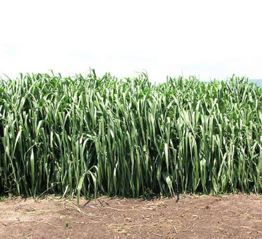 SUPER NAPIER GRASS Seed (APPROX 500 SEEDS per packet) SUPER NAPIER GRASS Seed (APPROX 500 SEEDS per packet)