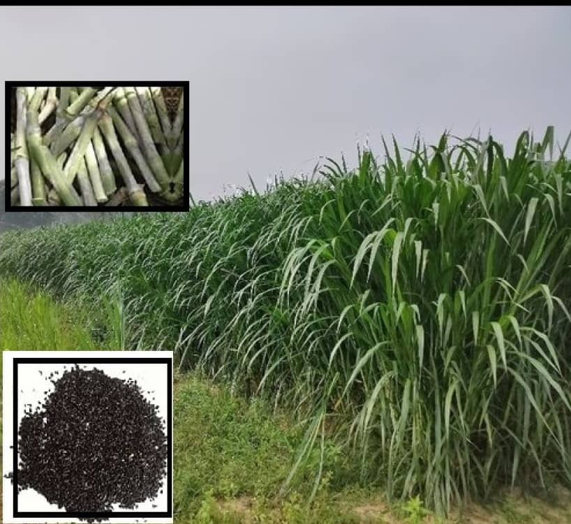 super napier grass pack of 500 seeds WITH USE MANUAL FOR OUTDOOR GARDENING USE ( USED IN ANIMAL FOOD)