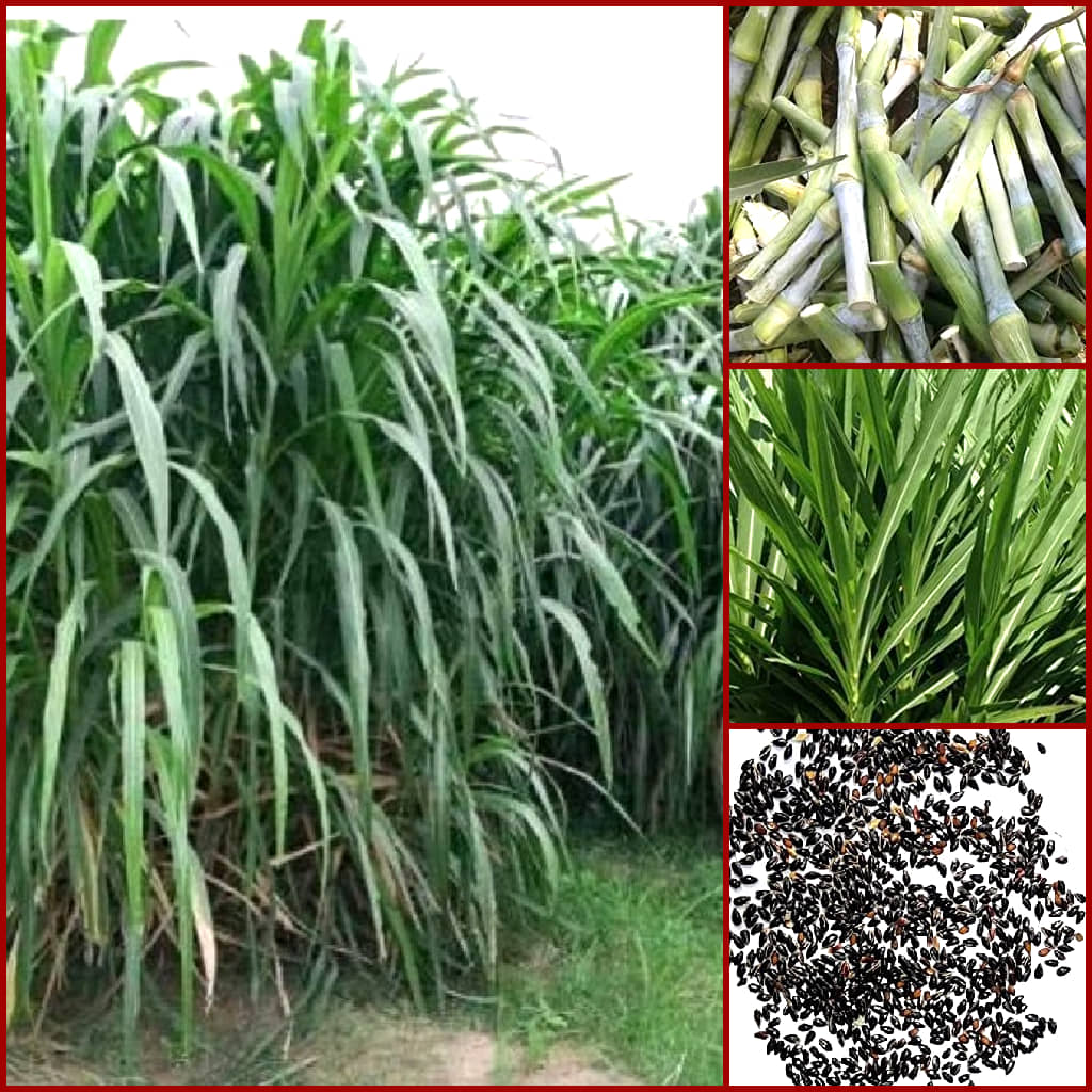 super napier grass pack of 500 seeds WITH USE MANUAL FOR OUTDOOR GARDENING USE ( USED IN ANIMAL FOOD)