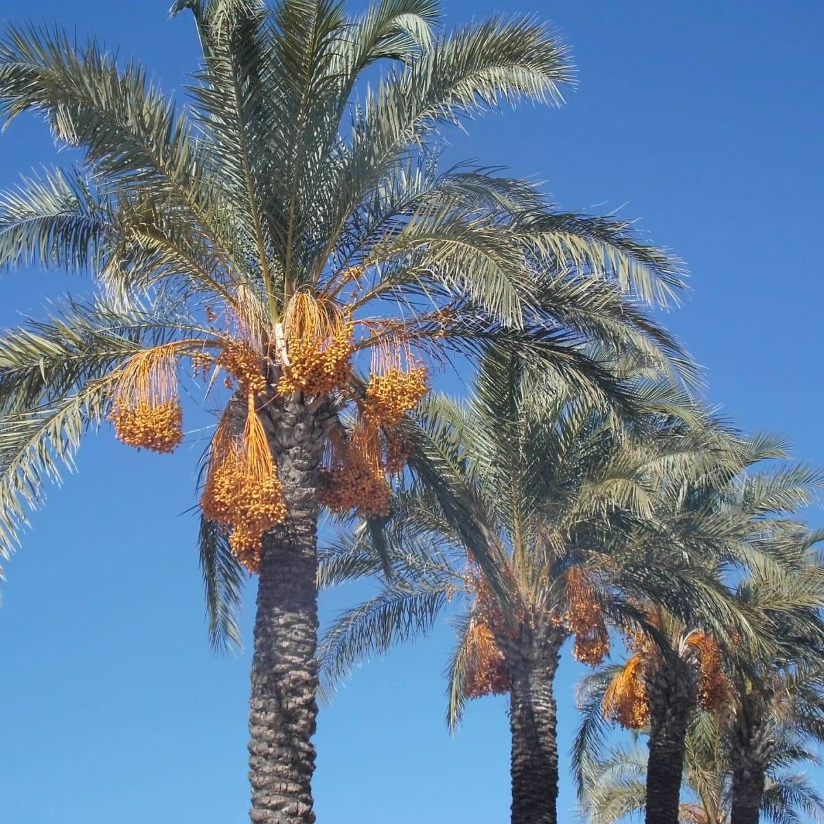     			Date Palm/Khajoor Palm/Phoenix Dactylifera Seeds (20 Seeds)