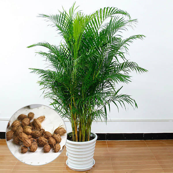     			ARECA PALM ORNAMENTAL AIR PURIFYING INDOOR OUTDOOR TREE 5 SEEDS PACK WITH FREE COCOPEAT POTTING SOIL AND USER MANUAL FOR TERRACE AND HOME GARDENING CHEAP RATE ON SNAPDEAL