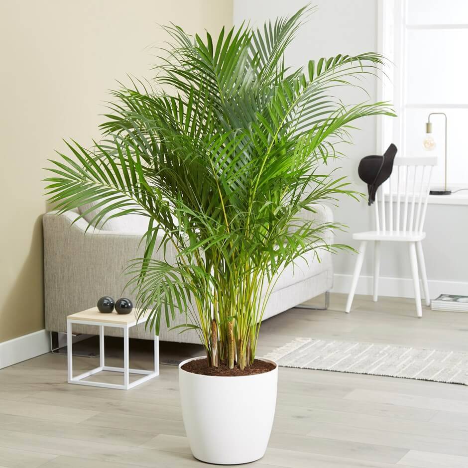 ARECA PALM ORNAMENTAL TREE - 5 SEEDS PACK WITH FREE POTTING SOIL AND USER MANUAL FOR INDOOR AND OUTDOOR HOME AND TERRACE GARDENING USE LOW PRICE AT SNAPDEAL ONLINE SHOP ARECA PALM ORNAMENTAL TREE - 5 SEEDS PACK WITH FREE POTTING SOIL AND USER MANUAL FOR INDOOR AND OUTDOOR HOME AND TERRACE GARDENING USE LOW PRICE AT SNAPDEAL ONLINE SHOP