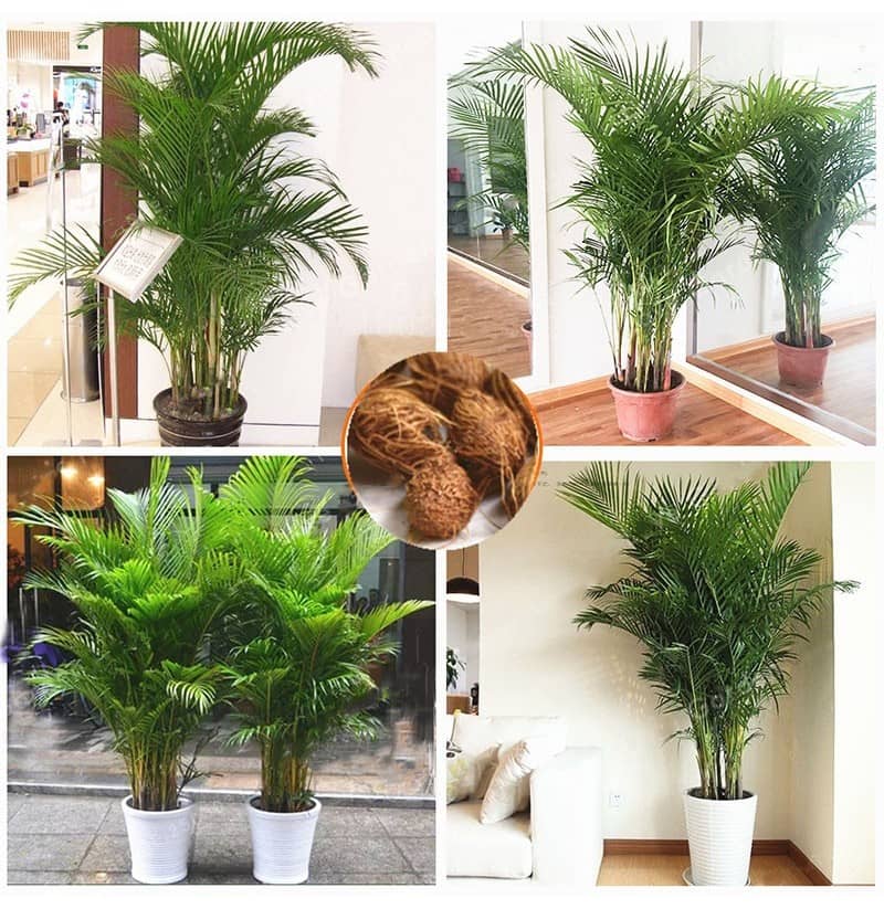 ARECA PALM PLANT ( 5 SEEDS PACK )FOR HOME GARDENING USE INDOOR OUTDOOR
