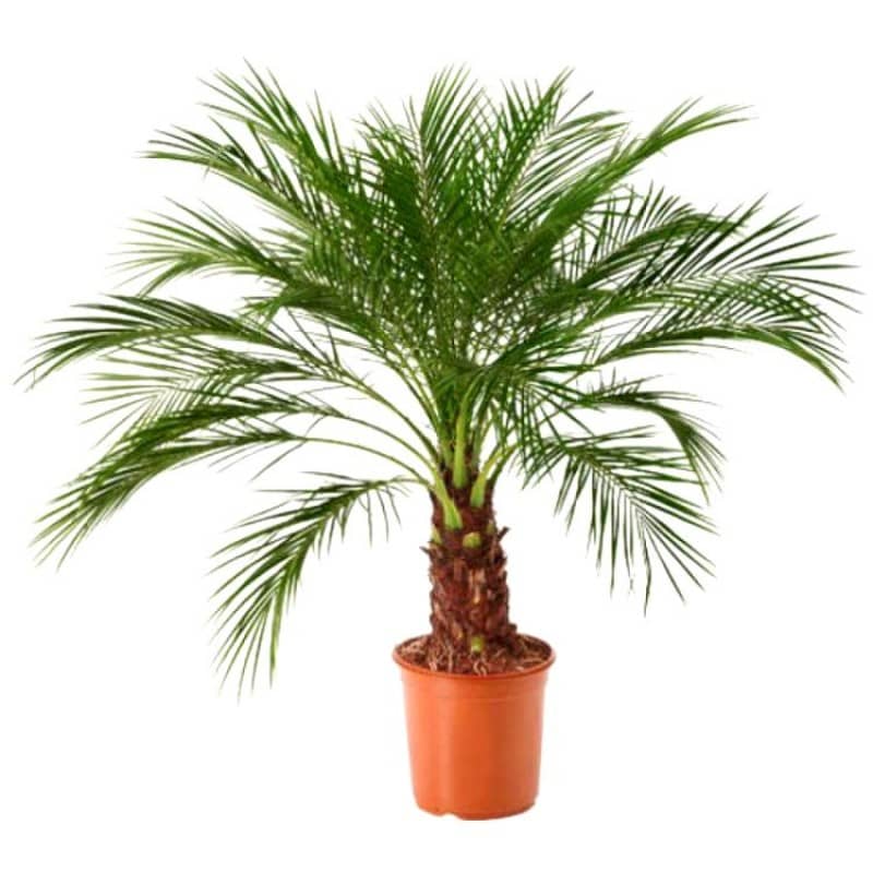 Areca Palm Air Purification Indoor Tree Tree Seeds ( PACK OF 5 SEEDS )