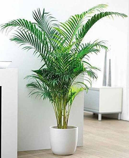 Areca Palm Air Purification Indoor Tree Seeds - PACK Of 5