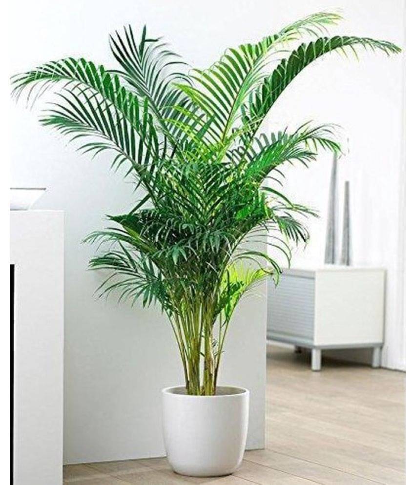 Areca Palm Bonsai Hybrid Tree Seeds pack of 5 Seeds Areca Palm Bonsai Hybrid Tree Seeds pack of 5 Seeds