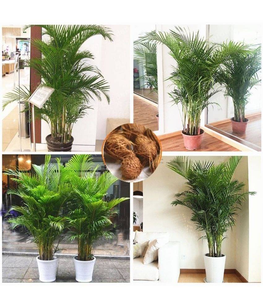 Areca Palm Bonsai Hybrid Tree Seeds - pack of 5 Seeds Areca Palm Bonsai Hybrid Tree Seeds - pack of 5 Seeds