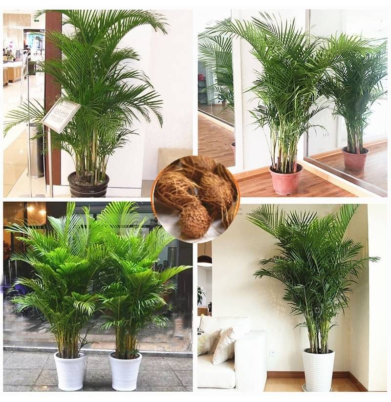 Areca Palm Bonsai Hybrid Tree Seeds - pack of 5 Seeds Areca Palm Bonsai Hybrid Tree Seeds - pack of 5 Seeds