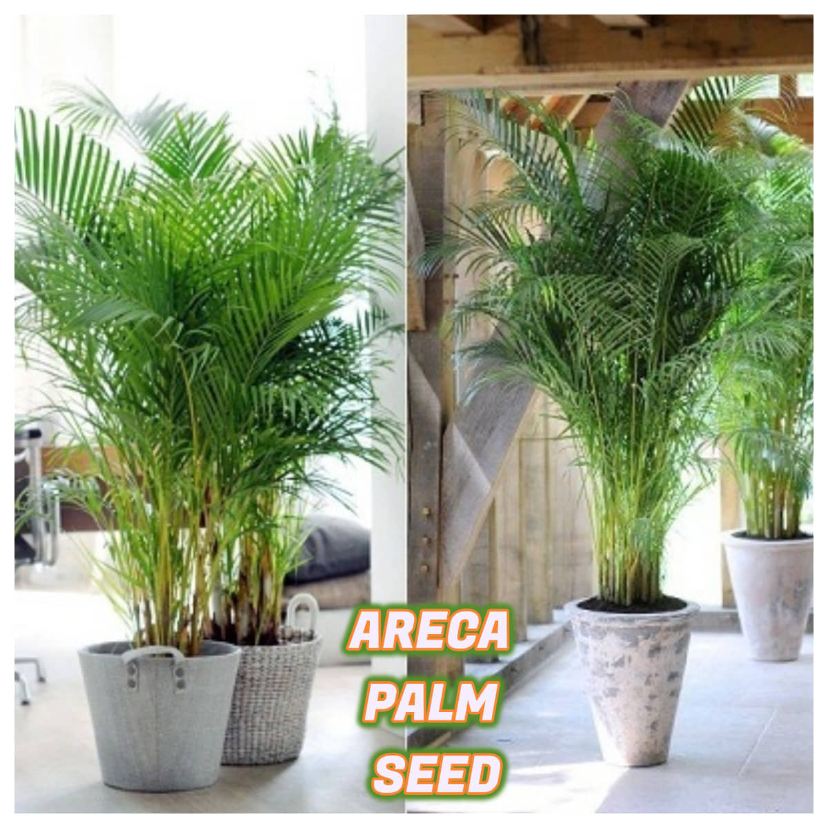 Areca Palm Seeds ( 5 seeds ) - Indoor & Outdoor Plant- Best Household Plant,Garden & Ornamental Plant Seeds
