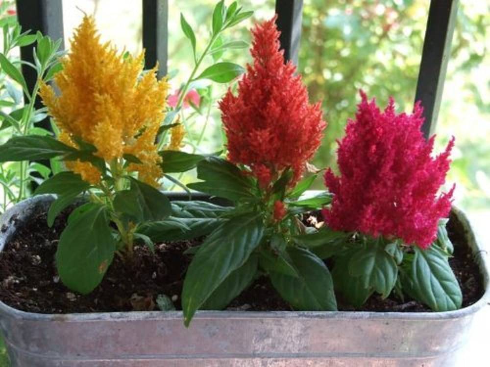     			FLOWERS SEEDS CELOSIA FLOWER MIX COLOUR SEEDS F1 HYBRID 50 SEEDS PACK