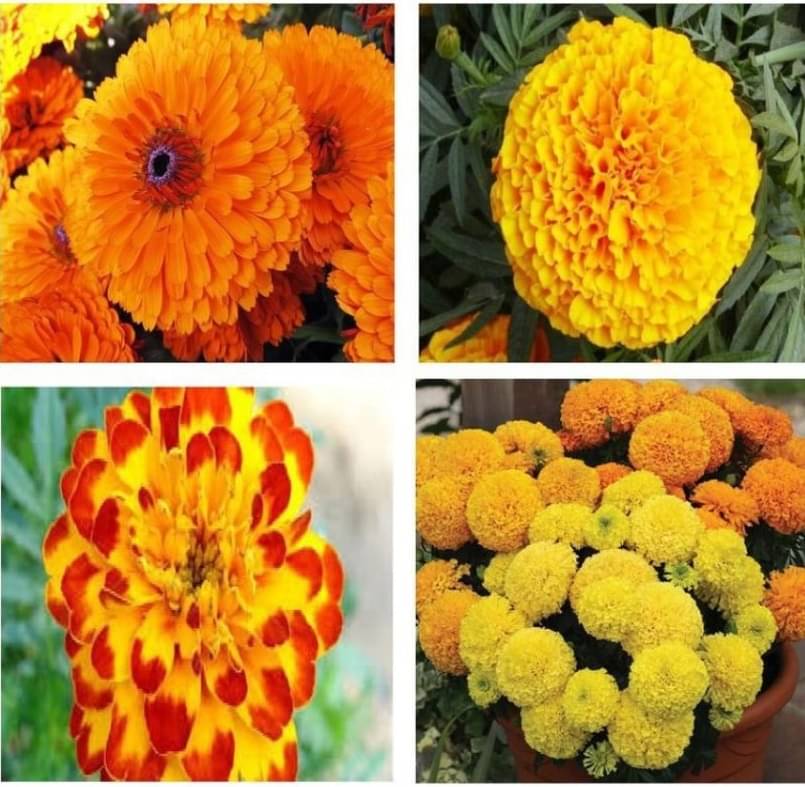 Marigold F1 Hybrid Inca - 30 Flower Seeds     			Marigold F1 Hybrid Inca - 30 Flower Seeds