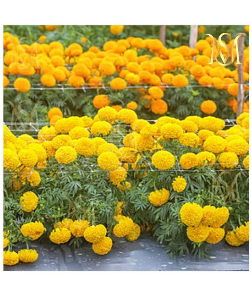 sky star agro & co. - African Marigold Flower ( 50 Seeds )     			sky star agro & co. - African Marigold Flower ( 50 Seeds )