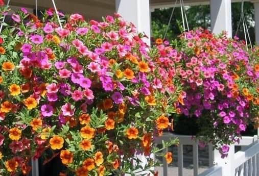 sky star agro & co. - Petunia Mixed Flower ( 50 Seeds ) sky star agro & co. - Petunia Mixed Flower ( 50 Seeds )