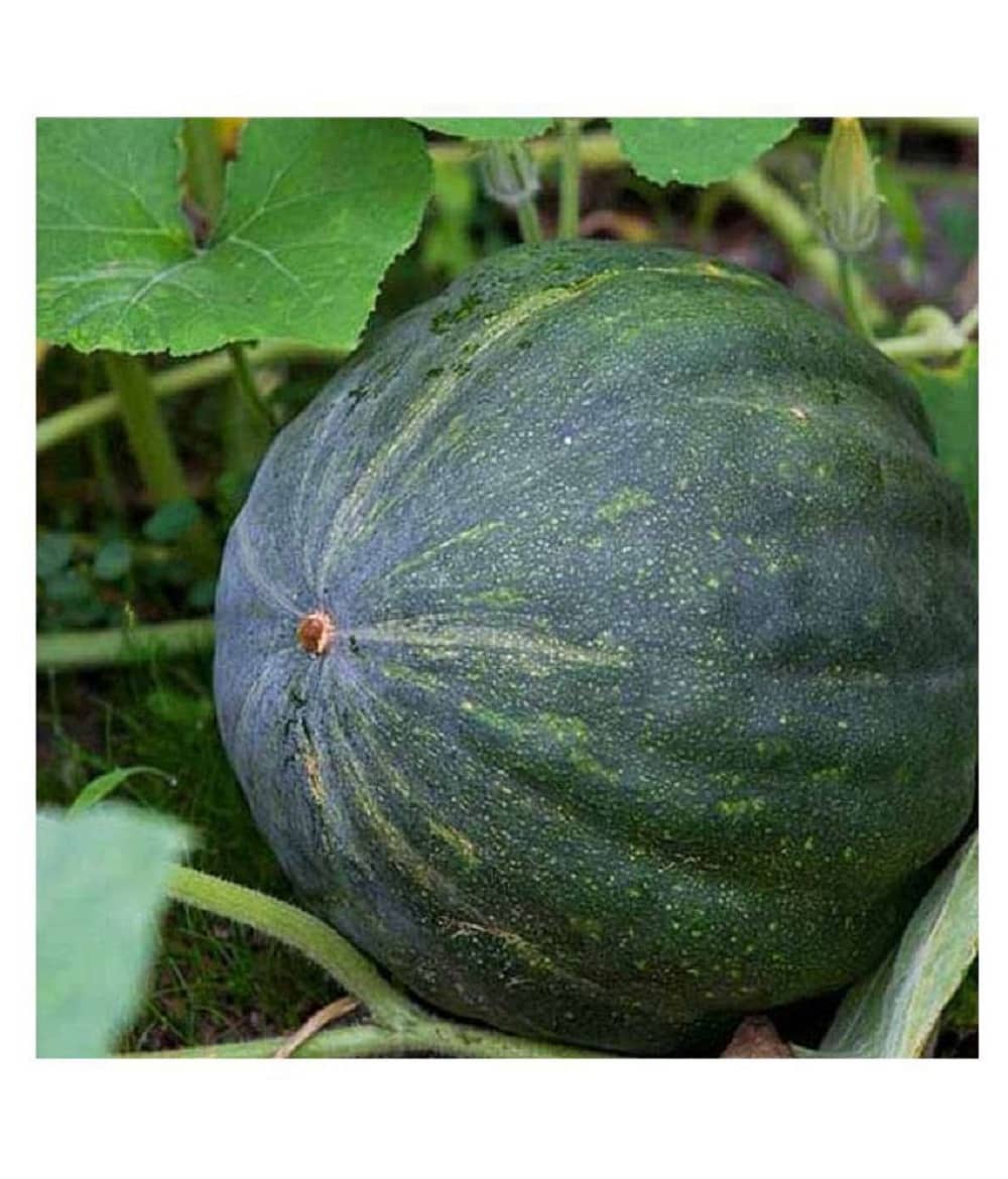 Pumpkin F1 Hybrid Bheema 20 Seeds