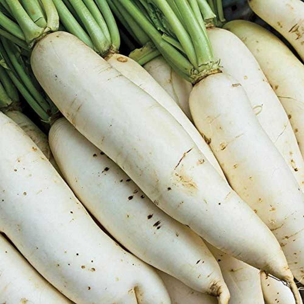     			Radish White Long Kitchen Garden Vegetable Seeds(100 Seeds)