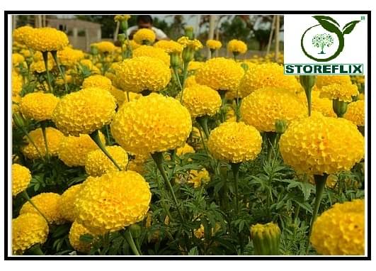     			STOREFLIX MARIEGOLD YELLOW GIANT Seed (50 per packet) WITH FREE COCOPEAT SOIL AND USER MANUAL