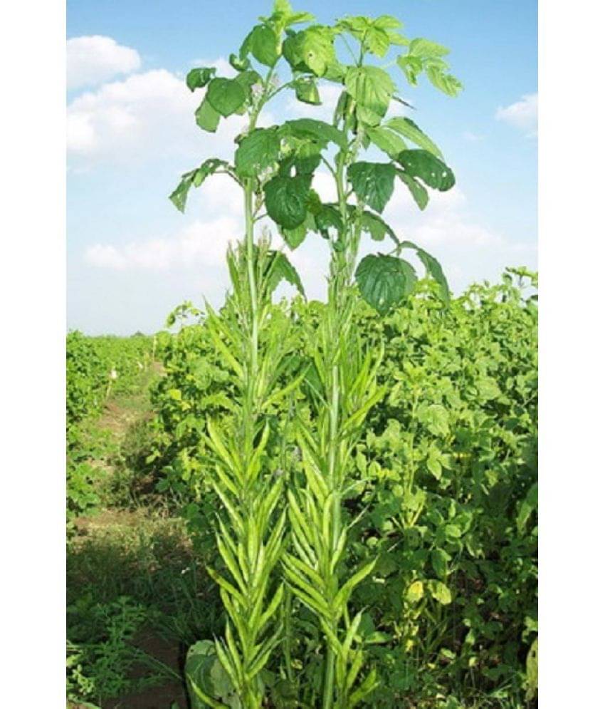Gawar (CLUSTER Bean) vegetable Seeds PACK OF 50 SEEDS Gawar (CLUSTER Bean) vegetable Seeds PACK OF 50 SEEDS
