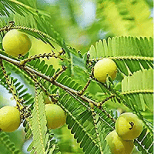 Amla Fruit Plant Seeds pack of 30