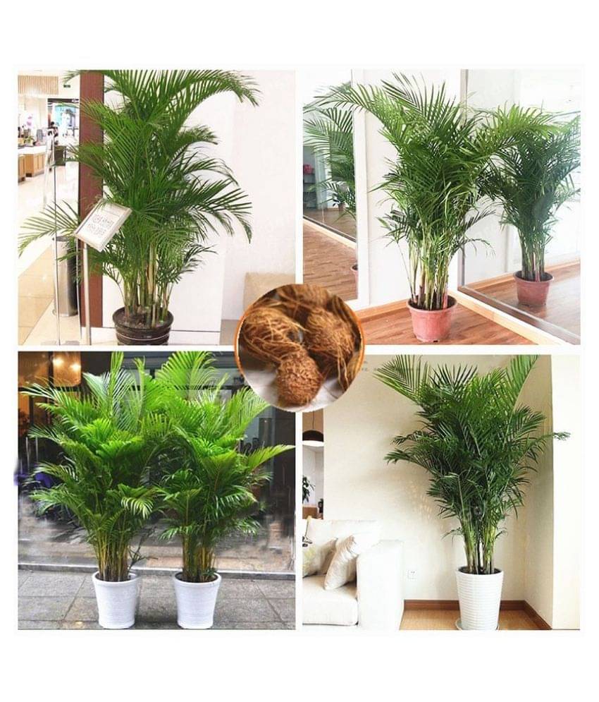 ARECA PALM TREE PLANT 20 SEEDS PACK FOR INDDOR OUTDOOR HOME TERRACE GARDENING USE WITH COCOPEAT AND USER MANUAL     			ARECA PALM TREE PLANT 20 SEEDS PACK FOR INDDOR OUTDOOR HOME TERRACE GARDENING USE WITH COCOPEAT AND USER MANUAL
