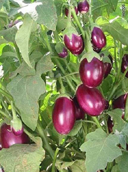     			BRINJAL Gulabi SEEDS -Baingan Bataun -Desi Seeds Vegetables