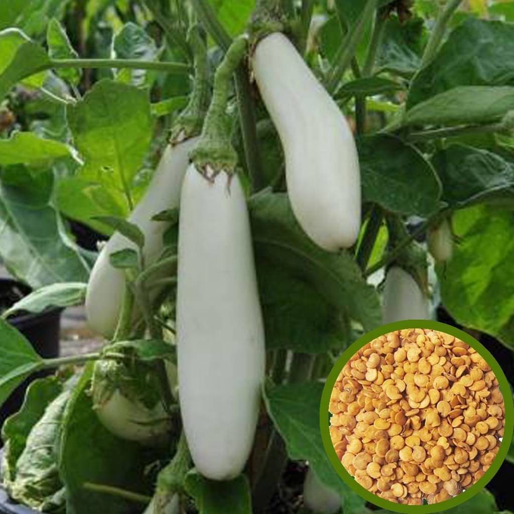 Brinjal white long baingan 50 seeds high germination seeds with instruction manual Brinjal white long baingan 50 seeds high germination seeds with instruction manual