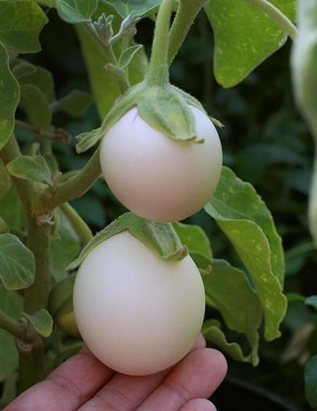 Brinjal white round 50 seeds pack with user manual Brinjal white round 50 seeds pack with user manual