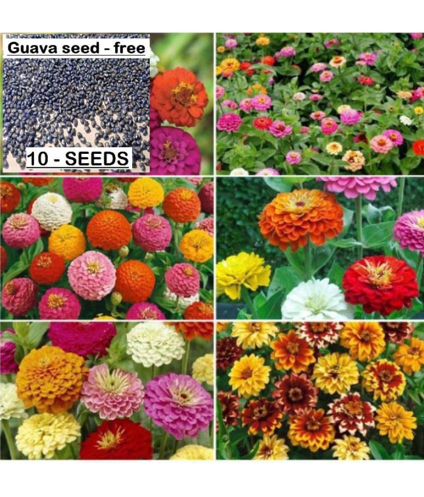     			COMBO OF 14 DIFFERENT TYPE FLOWER PLANT SEEDS PACK WITH COCOPEAT AND USER manual MORE THAN 400+ SEEDS PACK FOR HOME GARDENUNG USE