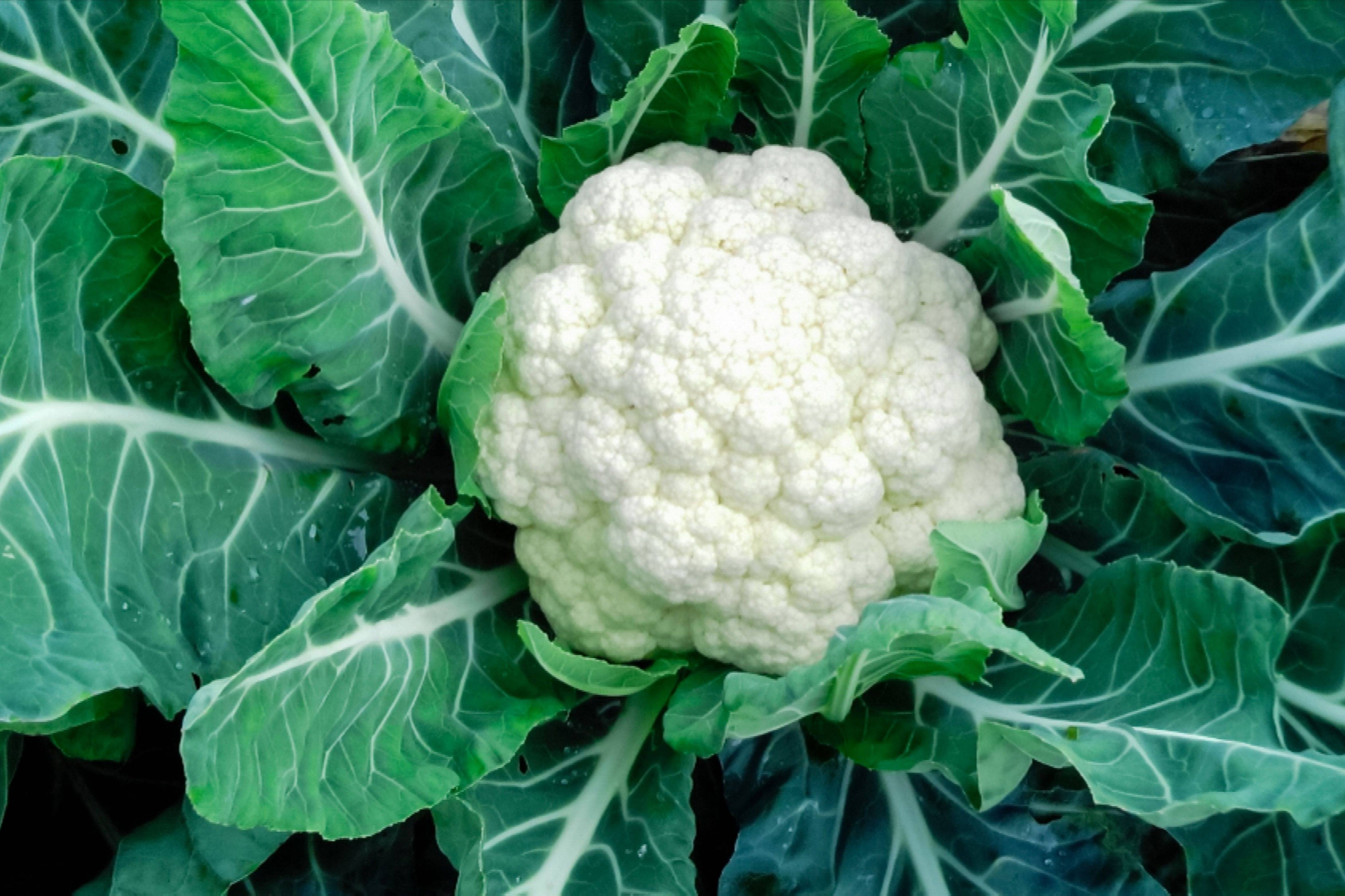     			Cauliflower phoolgobhi 100 seeds high germination seeds with instruction manual