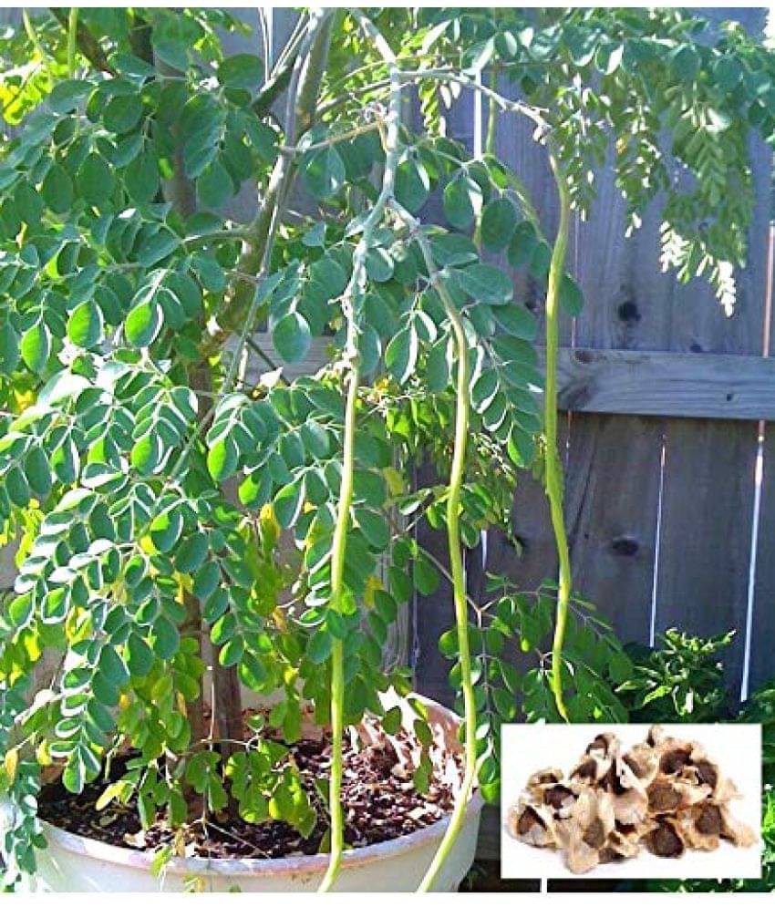     			Drum stick sahjan moringa 100 seeds pack with user manual