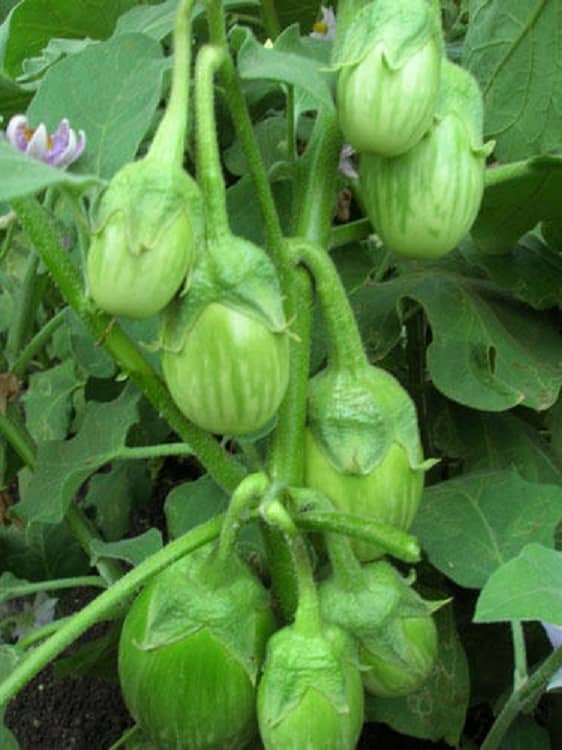 GREEN GOL Brinjal Seeds - Pack of 50 Seeds F-1 Hybrid