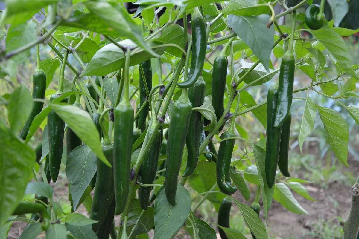     			Green Chilli mirch 50+ seeds high germination seeds with instruction manual