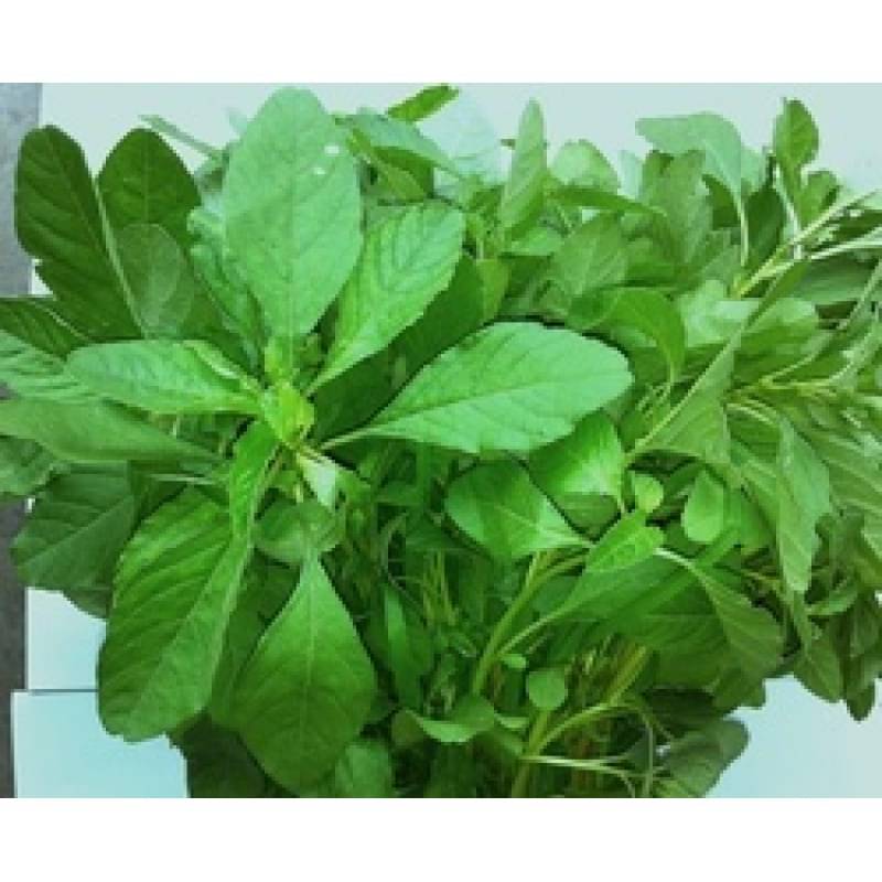     			Green amaranthus Chaulai saag 200 seeds high germination seeds with instruction manual