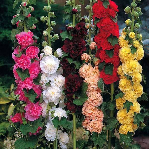 Hollyhocks Dwarf Mixed Flower Seeds (Pack of 30+ Seeds) WITH SOIL AND MANUAL Hollyhocks Dwarf Mixed Flower Seeds (Pack of 30+ Seeds) WITH SOIL AND MANUAL
