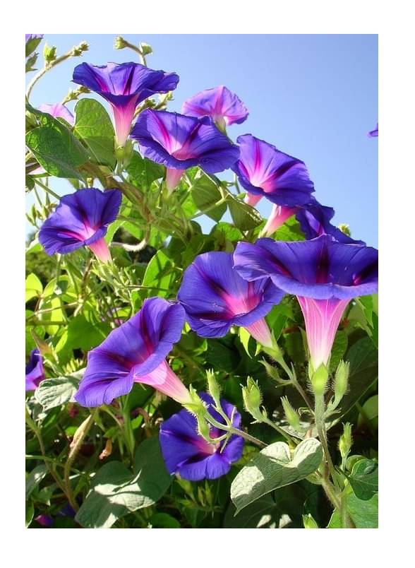 IPOMOEA MORNING GLORY Flowers Mixed 20 Seeds pack with free potting soil and user manual For Garden IPOMOEA MORNING GLORY Flowers Mixed 20 Seeds pack with free potting soil and user manual For Garden