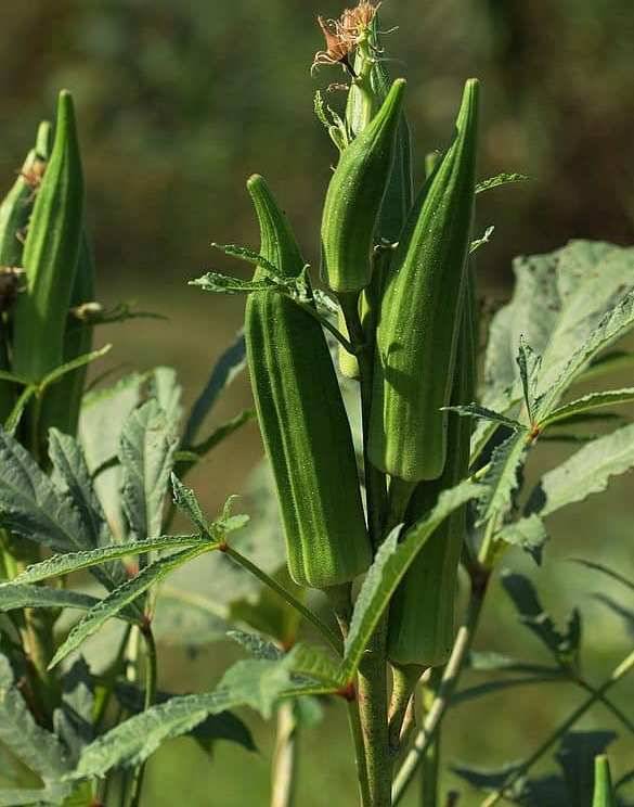 Lady finger 50 seeds high germination seeds with instruction manual     			Lady finger 50 seeds high germination seeds with instruction manual