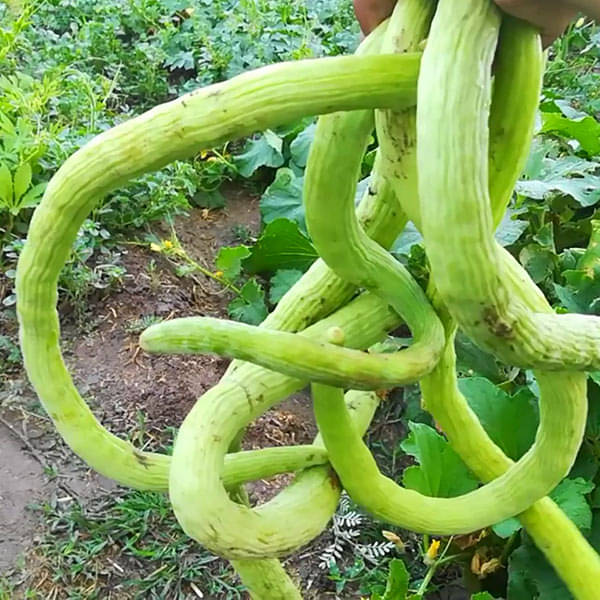 Long melon Kakri 50 seeds high germination seeds with instruction manual Long melon Kakri 50 seeds high germination seeds with instruction manual