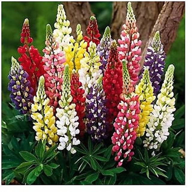 Lupin mix type flower 30 seeds pack with free Free cocopeat and user manual for your garden Lupin mix type flower 30 seeds pack with free Free cocopeat and user manual for your garden