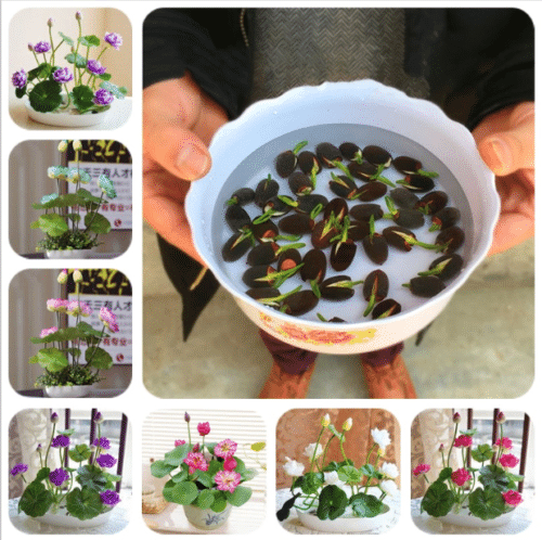     			MIX 5 COLOR LOTUS FLOWER 20 SEEDS PACK WITH USER MANUAL