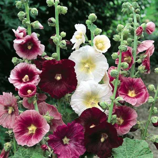     			MIX COLOR PREMIUM HOLLYHOCK FLOWER 30 SEEDS PACK MORE THAN 5 COLOR PLANT SEEDS WITH FREE GIFT COCO PEAT AND USER MANUAL FOR HOME GARDENING