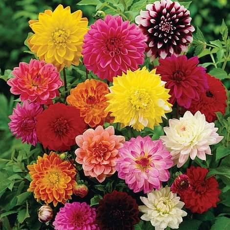 Mix type Dahlia flower 100 seeds pack with free Free cocopeat and user manual for your garden Mix type Dahlia flower 100 seeds pack with free Free cocopeat and user manual for your garden