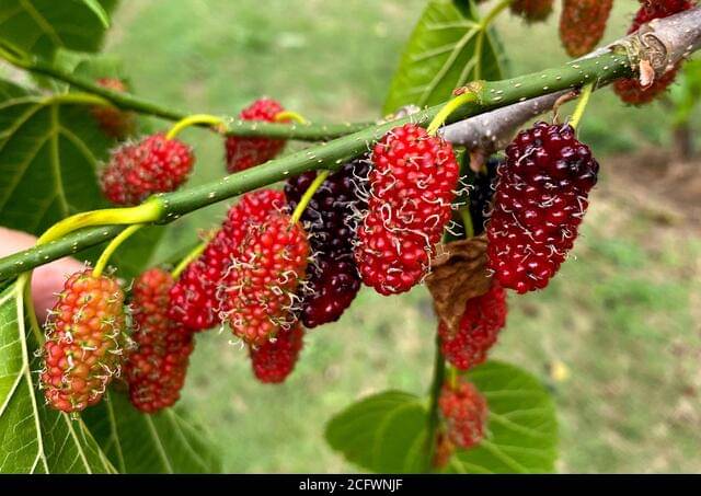 Mulberry Sahtoot 100 seeds pack with 100 gm cocopeat and user manual Mulberry Sahtoot 100 seeds pack with 100 gm cocopeat and user manual