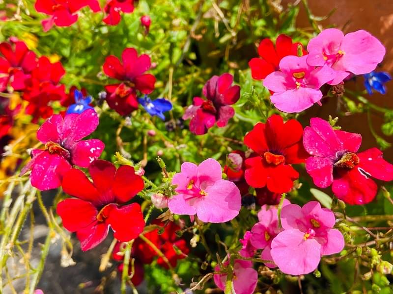 Nemesia mix type flower 30 seeds pack with cocopeat snd user manual Nemesia mix type flower 30 seeds pack with cocopeat snd user manual