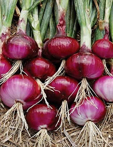 Onioin red 500 seeds high germination seeds with instruction manual Onioin red 500 seeds high germination seeds with instruction manual