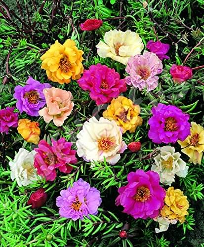 PORTULACA FLOWER MIX COLOR PREMIUM 100 SEEDS PACK MORE THAN 5 COLOR PLANT SEEDS WITH COCO PEAT AND USER MANUAL FOR HOME GARDENING PORTULACA FLOWER MIX COLOR PREMIUM 100 SEEDS PACK MORE THAN 5 COLOR PLANT SEEDS WITH COCO PEAT AND USER MANUAL FOR HOME GARDENING